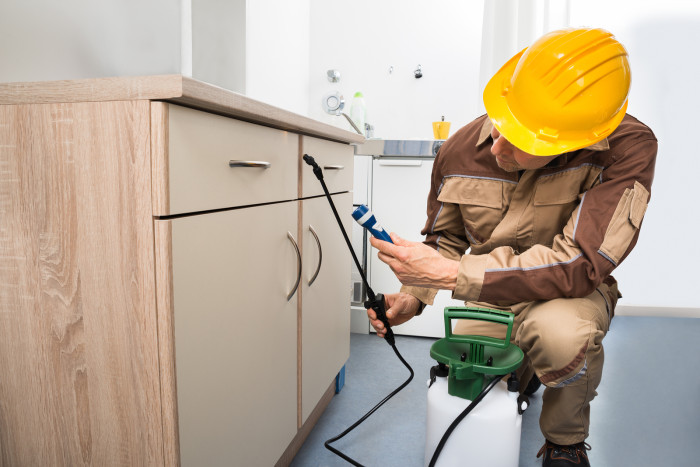 Pest Control Worker Spraying Pesticides On Wooden Drawer